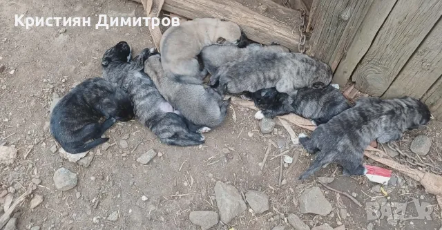 Продавам тигрови кангали 