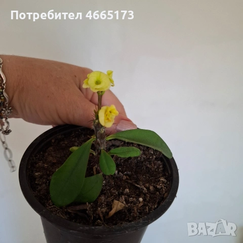 Стайно Цвете Исусов Венец, снимка 8 - Стайни растения - 54111064