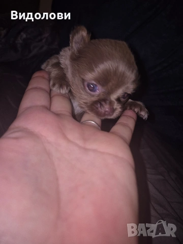 Дългокосместо мини чихуа мъжко , снимка 2 - Чихуахуа - 54295668