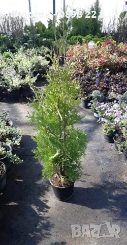 Западна Туя Брабант - Thuja occidentalis Brabant, снимка 5 - Разсади - 41981812