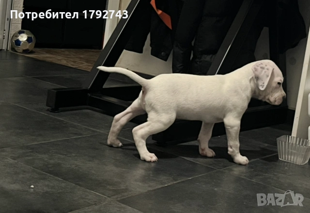 Продавам питбул, снимка 4 - Питбул - 53966484