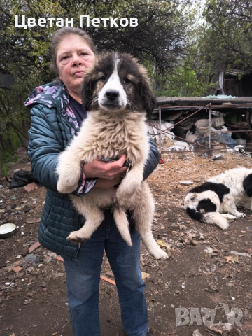 Каракачанки , снимка 5 - Каракачанска овчарка - 53824782