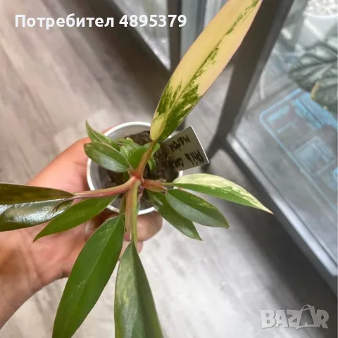 Philodendron Caramel Marble Variegata