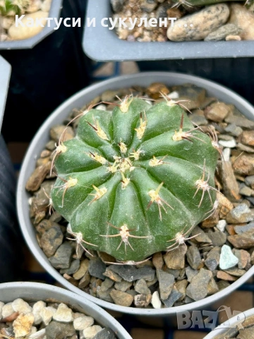 Кактус  Matucana Polzii, снимка 5 - Градински цветя и растения - 54593836