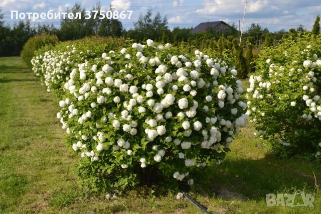 🩷🌿🌸 Калина „Снежна топка“ (Viburnum opulus ‘Roseum’ / “Boule de Neige”), снимка 4 - Градински цветя и растения - 54037022
