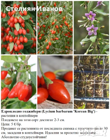 ПЛОДНИ ХРАСТИ В КОНТЕЙНЕРИ, снимка 10 - Градински цветя и растения - 53447504