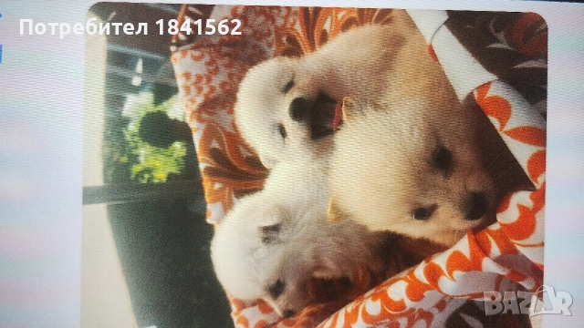 Продават се , снимка 4 - Шпиц - 55016265