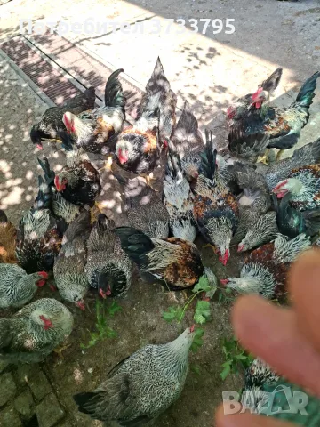 Катунски петлета