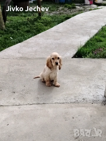 Кокер Шпаньол , снимка 4 - Кокер шпаньол - 54005140