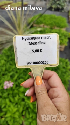 Хортензия Месалина, Hydrangea Messаlina  за сянка !, снимка 8 - Градински цветя и растения - 43401747