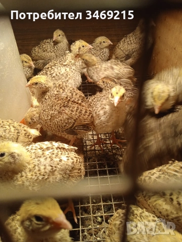 Пъдпъдъци на различни възраст, снимка 3 - Кокошки и пуйки - 54351420