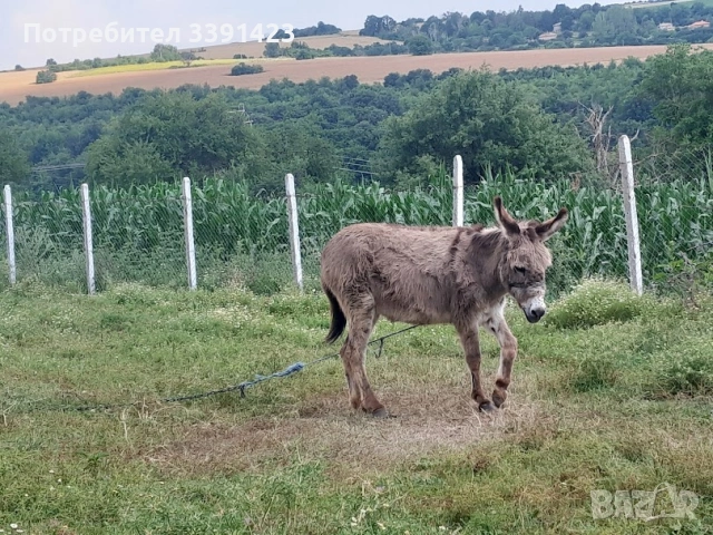 Магаре