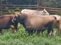 бикове и крави за продан, снимка 2