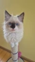 Ragdoll Paradise / Регдол котенца , снимка 8