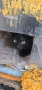 Подаряват се малки котенца, снимка 6
