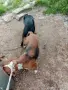 Сръбско трицветно гонче, снимка 2