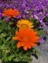 Летен гербер (Gerbera), снимка 2