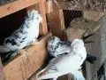 Гълъби демкежи топ качество , снимка 9