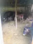 Продавам 3 телета, снимка 2