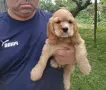 Кокер Шпаньол - , снимка 4