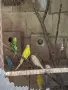 Вълнисти папагали , снимка 16
