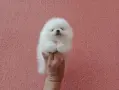 Мъжки Померан. Реални снимки !!!, снимка 3