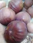 Натурални смокини, снимка 2