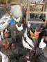 Продавам млади кокошки, снимка 2