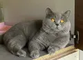 Британска късокосместа., снимка 6