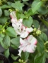 🩷🌿💜 Impatiens walleriana 'Raffael Star Mix' (Циганче / Импатиенс), снимка 4