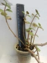 Красула (Crassula multicava), сукулентно растение, снимка 1