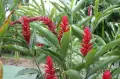 Джинджифил – разсад (Zingiber officinale), снимка 1