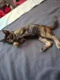 Бездомно женско коте, снимка 18