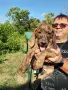 Кученца Плодхаунд, снимка 6