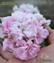 Сортови мушката (пеларгонии), снимка 5