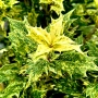 Османтус Гошики, Osmanthus heterophyllus Goshiki, снимка 1