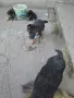 немска овчарка ...., снимка 1