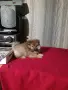 Шпиц мини женско , снимка 10