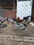 продавам млади петли , снимка 7