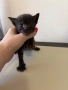 Подарявам котенца, снимка 3