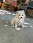 Малко померанче , снимка 1