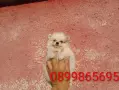 Померани. Снимки от днес !, снимка 4