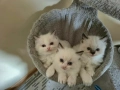 Ragdoll Cats / Регдол Котенца , снимка 2