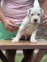 Дого Аржентино / Dogo argentino , снимка 1