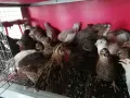 Млади пътпъдъци , снимка 1