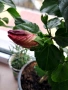 Китайска роза-Хибискус(голямо), снимка 8