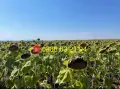 Фуражи,смески,жито,пшеница,ечемик,царевица,слънчоглед,кюспе,крави,телета,агнета,овце,пилета,кокошки., снимка 14