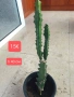 Еуфорбия Euphorbia lactea, снимка 2