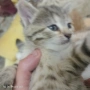 Подарявам пет котета, снимка 6