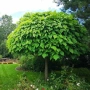 Каталпа, Catalpa bignonioides, снимка 3